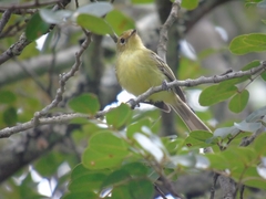 Phylloscartes roquettei