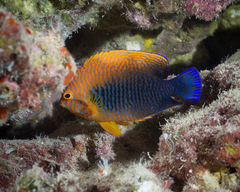 Centropyge potteri
