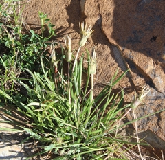 Gazania linearis linearis