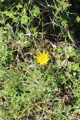 Gazania linearis linearis