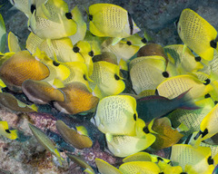 Chaetodon miliaris
