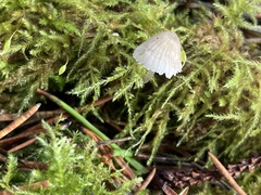 Mycena robusta