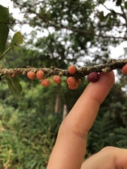Ficus mathewsii (Ficus mathewsii)