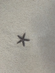 Ophidiaster granifer