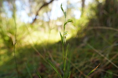 Pterostylis major