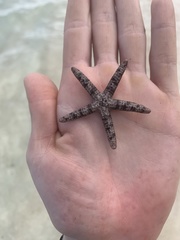 Ophidiaster granifer