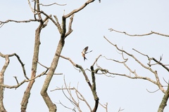 Cecropis senegalensis