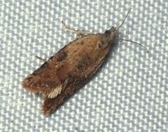 Constrictana constrictana