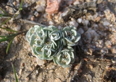 Filago tyrrhenica