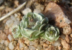 Filago tyrrhenica