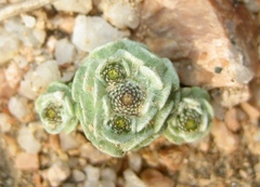 Filago tyrrhenica