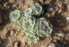 Filago tyrrhenica