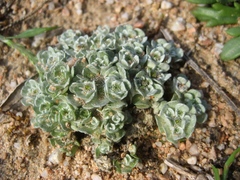 Filago tyrrhenica