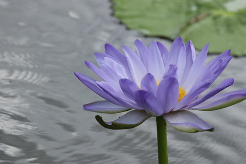 Giant waterlily (Nymphaea gigantea)
