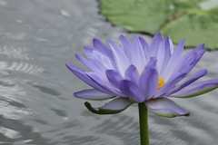 Nymphaea gigantea