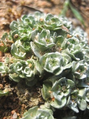 Filago tyrrhenica