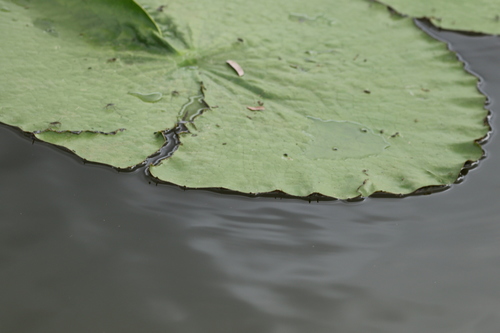 Image of Nymphaea gigantea by (c) Greg Tasney, some rights reserved (CC BY-SA)