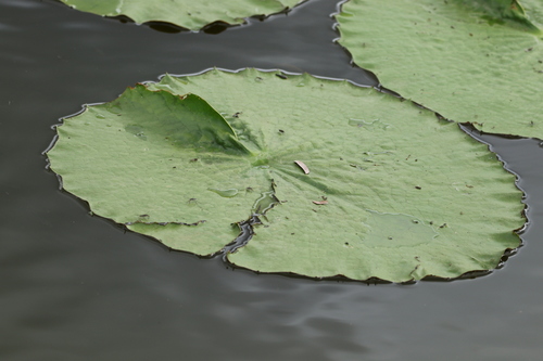 Image of Nymphaea gigantea by (c) Greg Tasney, some rights reserved (CC BY-SA)