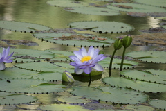 Nymphaea gigantea