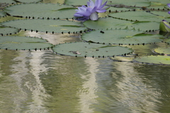 Nymphaea gigantea