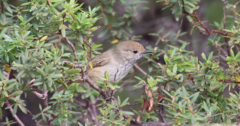 Acanthiza pusilla diemenensis