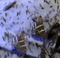 Grammodes pulcherrima