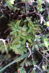 Curio radicans