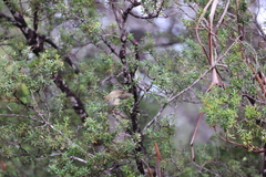 Acanthiza pusilla diemenensis