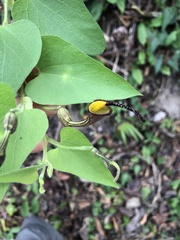 Aristolochia anguicida