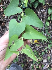 Aristolochia anguicida, photograph Skjold Søndergaard, CC BY, iNaturalist via GBIF