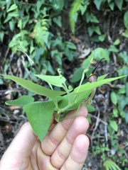 Aristolochia anguicida, photograph Skjold Søndergaard, CC BY, iNaturalist via GBIF