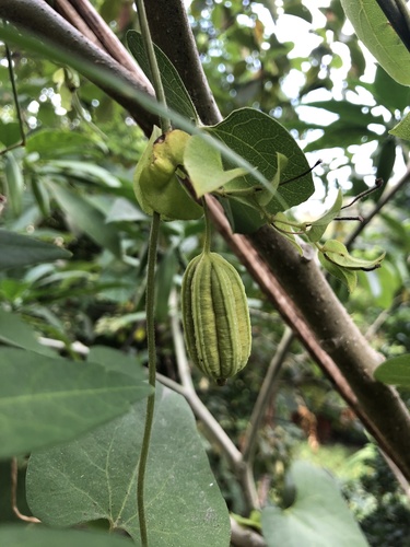 Aristolochia anguicida, photograph 3