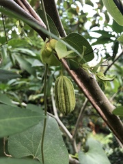 Aristolochia anguicida, photograph Skjold Søndergaard, CC BY, iNaturalist via GBIF