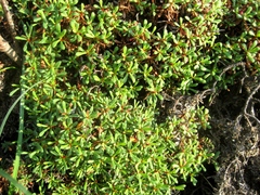 Limonium obtusifolium