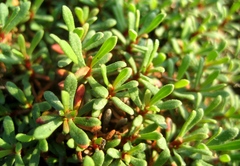 Limonium obtusifolium