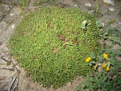 Limonium obtusifolium