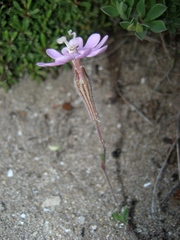 Silene sericea