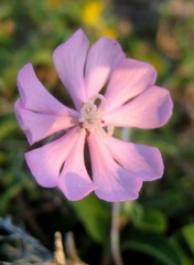 Silene sericea
