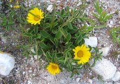 Pallenis maritima