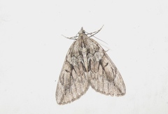 Thera cupressata