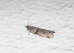 Acrobasis obliqua