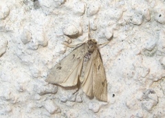 Apaidia rufeola