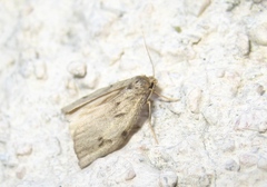 Apaidia rufeola