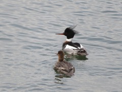 Mergus serrator