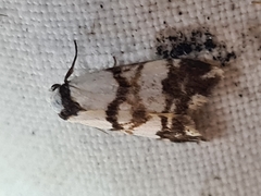 Thallarcha albicollis