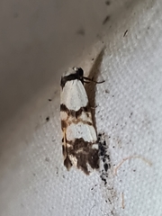 Thallarcha albicollis
