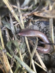 Lumbricus terrestris