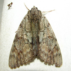 Catocala insolabilis
