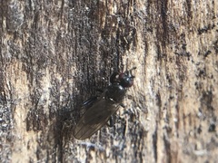 Diptera