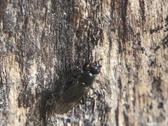 Diptera
